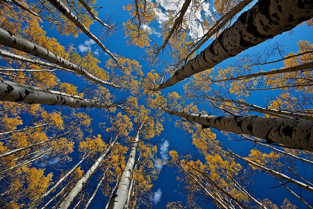 Aspens fall art print by verdon for $57.95 CAD