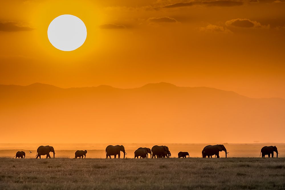 Sunrise Over Amboseli art print by Jeffrey C. Sink for $57.95 CAD