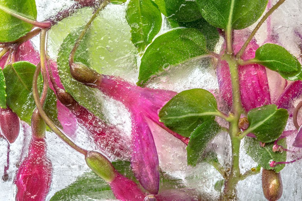 Fuchsia Freeze art print by Mandy Disher for $57.95 CAD