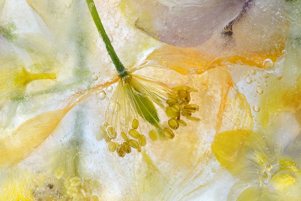 Papaver Ice art print by Mandy Disher for $57.95 CAD