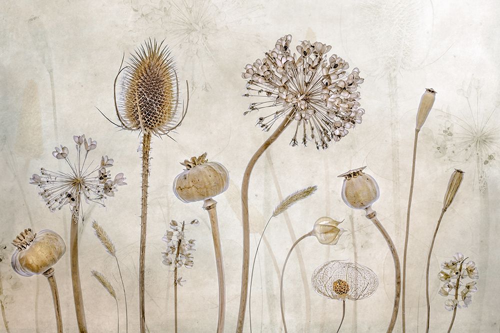 Growing Old art print by Mandy Disher for $57.95 CAD