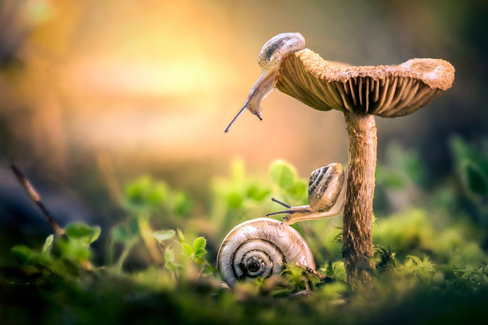 The Awakening Of Snails art print by Alberto Ghizzi Panizza for $57.95 CAD