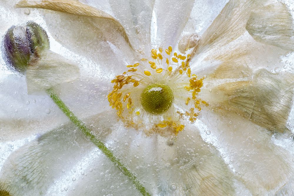 Floral Freeze art print by Mandy Disher for $57.95 CAD