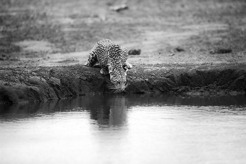 DECISIVE MOMENT art print by Jaco Marx for $57.95 CAD