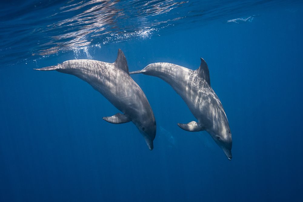 Two Bottlenose Dolphins art print by Barathieu Gabriel for $57.95 CAD