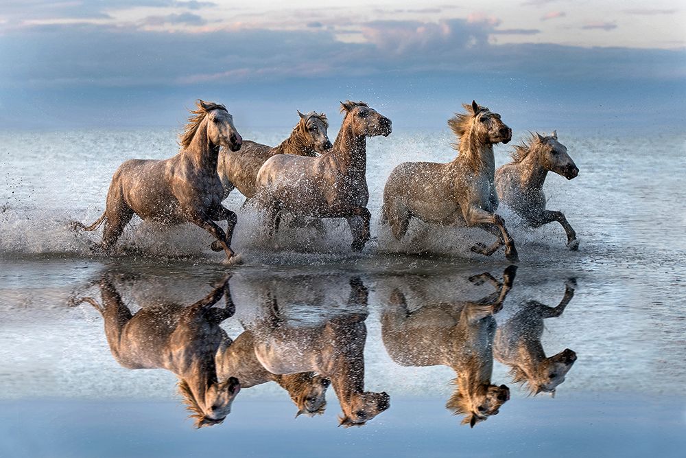 Horses And Reflection art print by Xavier Ortega for $57.95 CAD