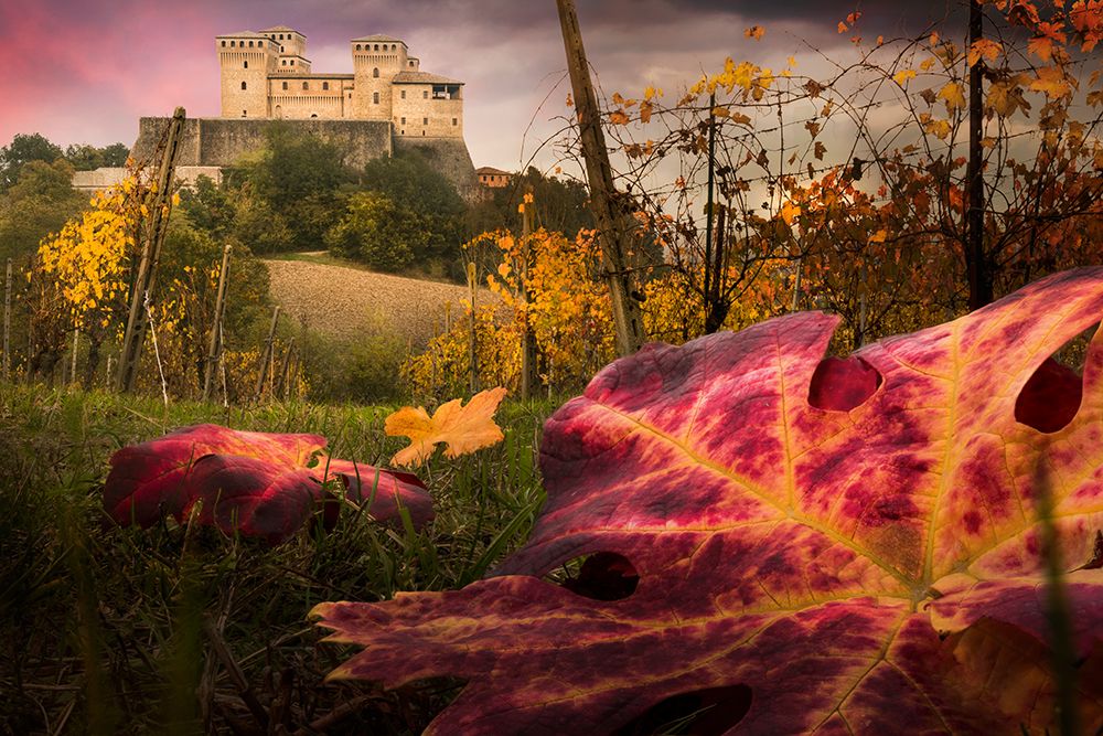 The colors tribute of the leaves art print by Alberto Ghizzi Panizza for $57.95 CAD