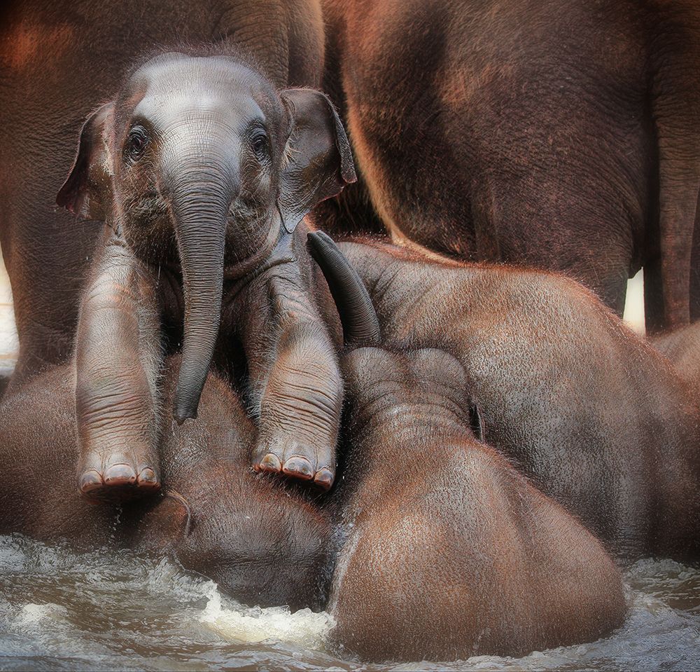 THE PROUD VICTOR (or THE WINNERS GLOW) art print by Antje Wenner-Braun for $57.95 CAD