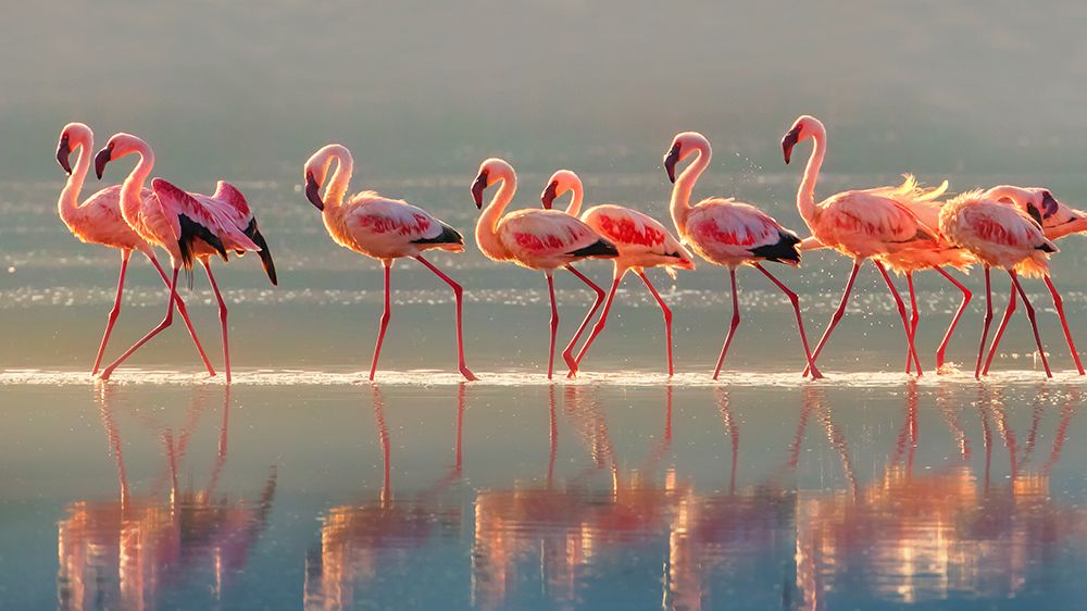 Flamingo art print by Phillip Chang for $57.95 CAD