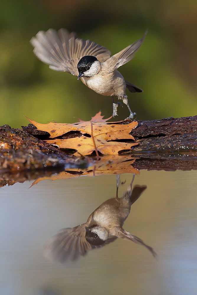 mirror art print by Igor Rossetto for $57.95 CAD