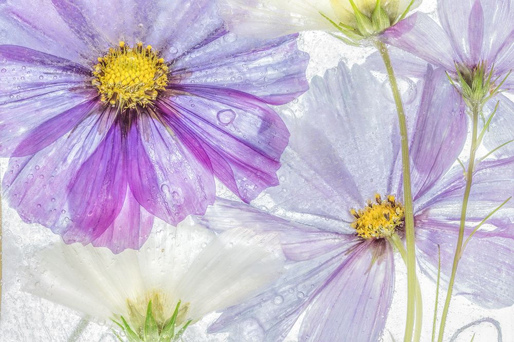 Cosmos Cool art print by Mandy Disher for $57.95 CAD