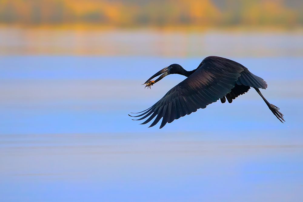 Openbill stork art print by Phillip Chang for $57.95 CAD