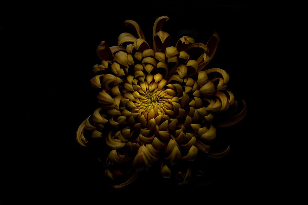 Chrysanthemum art print by Lotte Gronkjar for $57.95 CAD