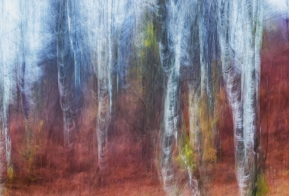 Birch trees art print by Ales Komovec for $57.95 CAD