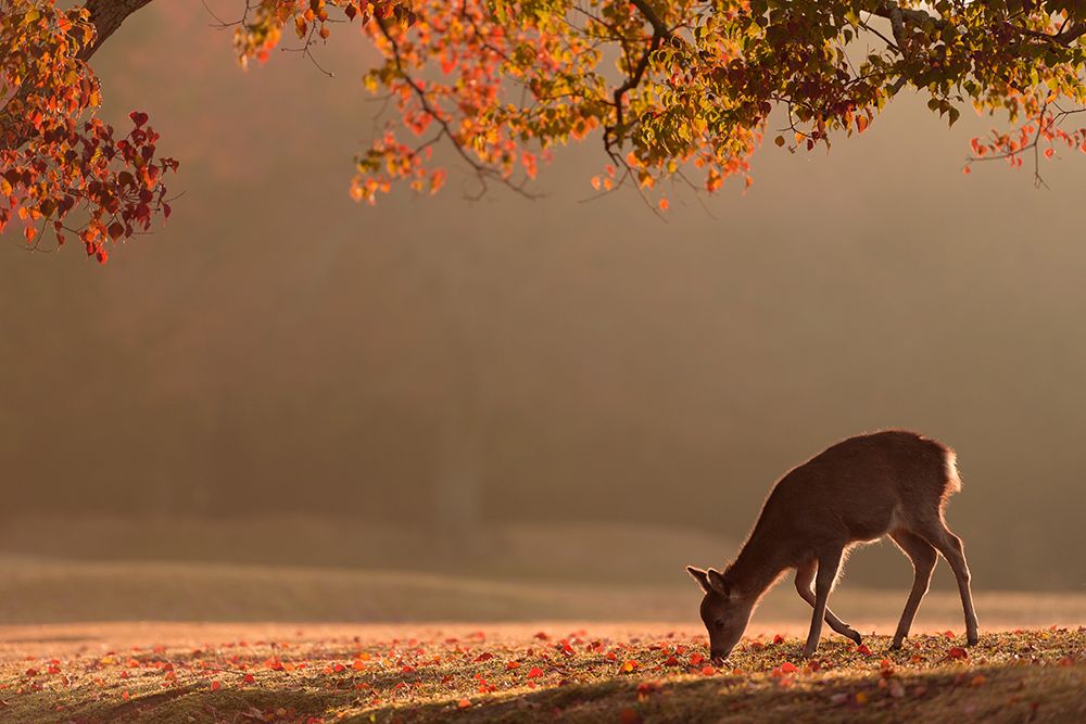 First Autumn art print by Yoshinori Matsui for $57.95 CAD