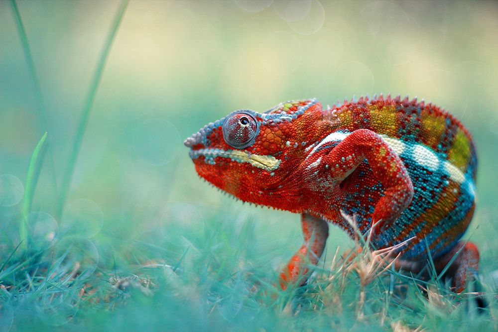 Chameleon Phanter art print by Andri Priyadi for $57.95 CAD