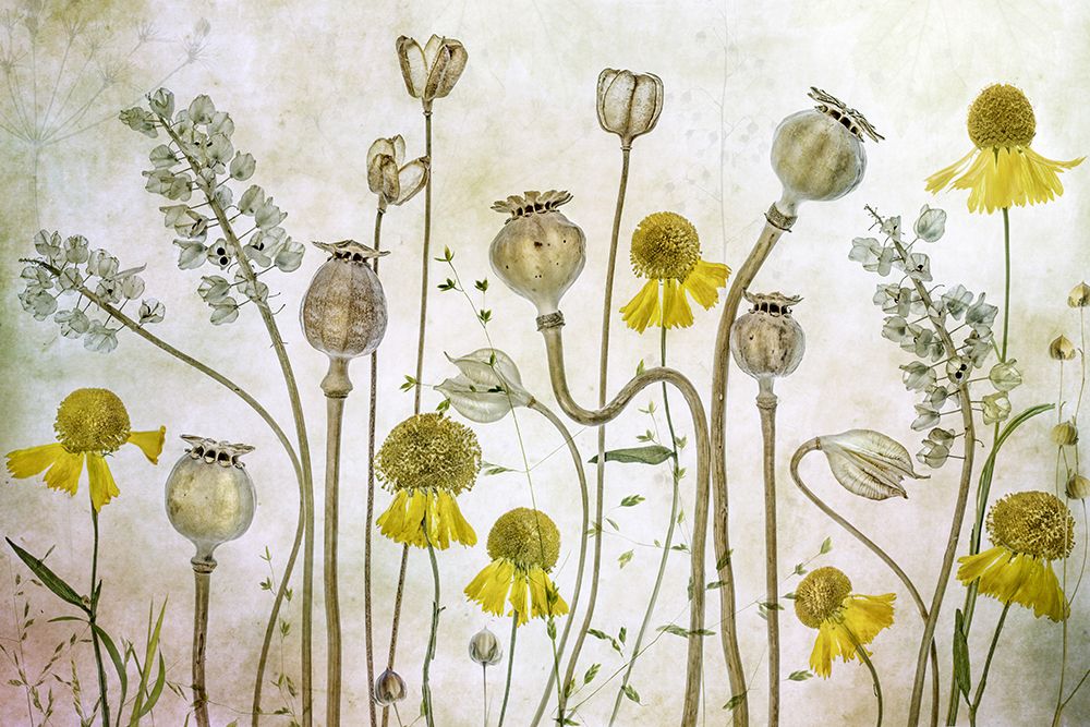 Poppies And Helenium art print by Mandy Disher for $57.95 CAD