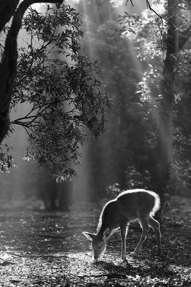 A fawn in the forest art print by Yoshinori Matsui for $57.95 CAD