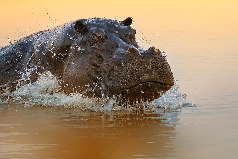 The rise of the hippo art print by Phillip Chang for $57.95 CAD