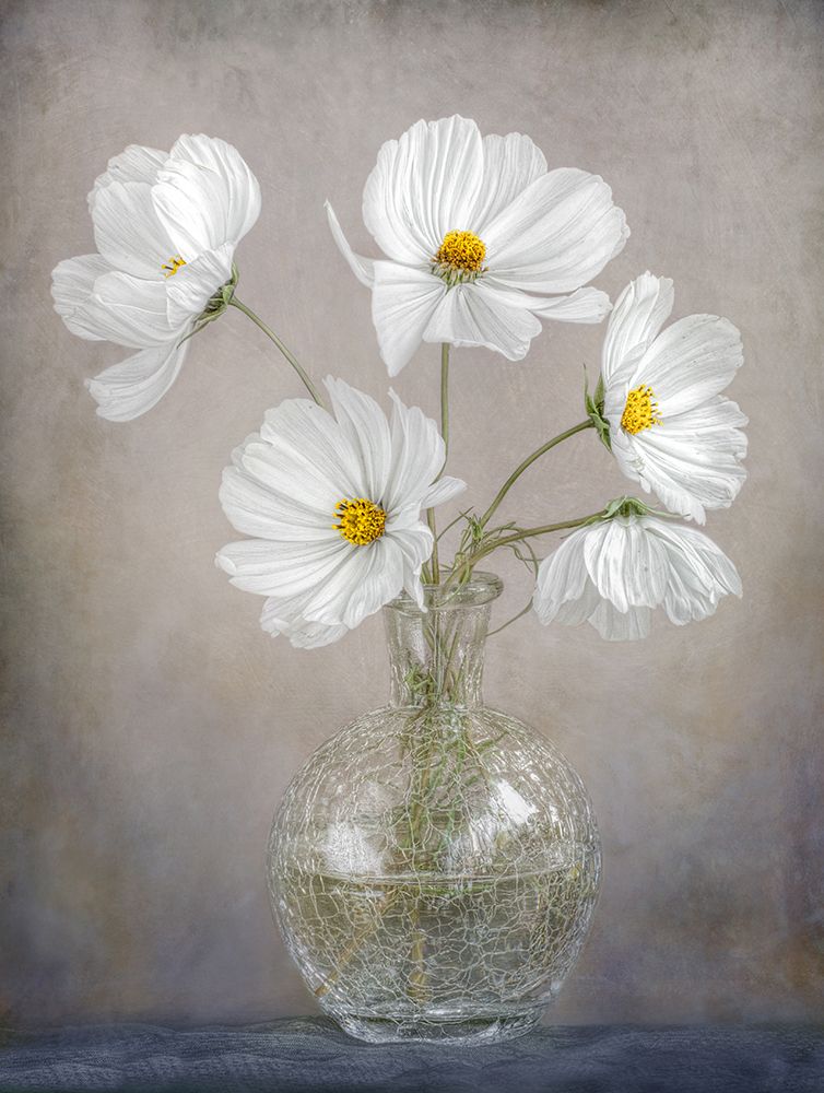 Simply Cosmos art print by Mandy Disher for $57.95 CAD