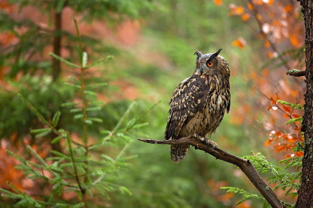 Euroasian Eagle Owl art print by Milan Zygmunt for $57.95 CAD