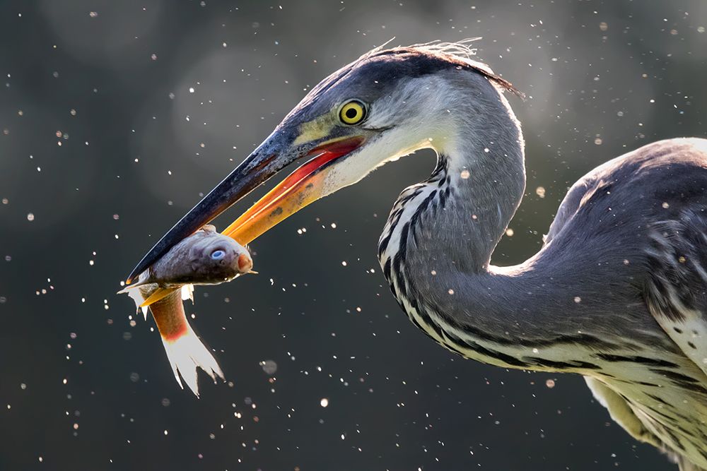 Grey Heron Catching Fish art print by Young Feng for $57.95 CAD