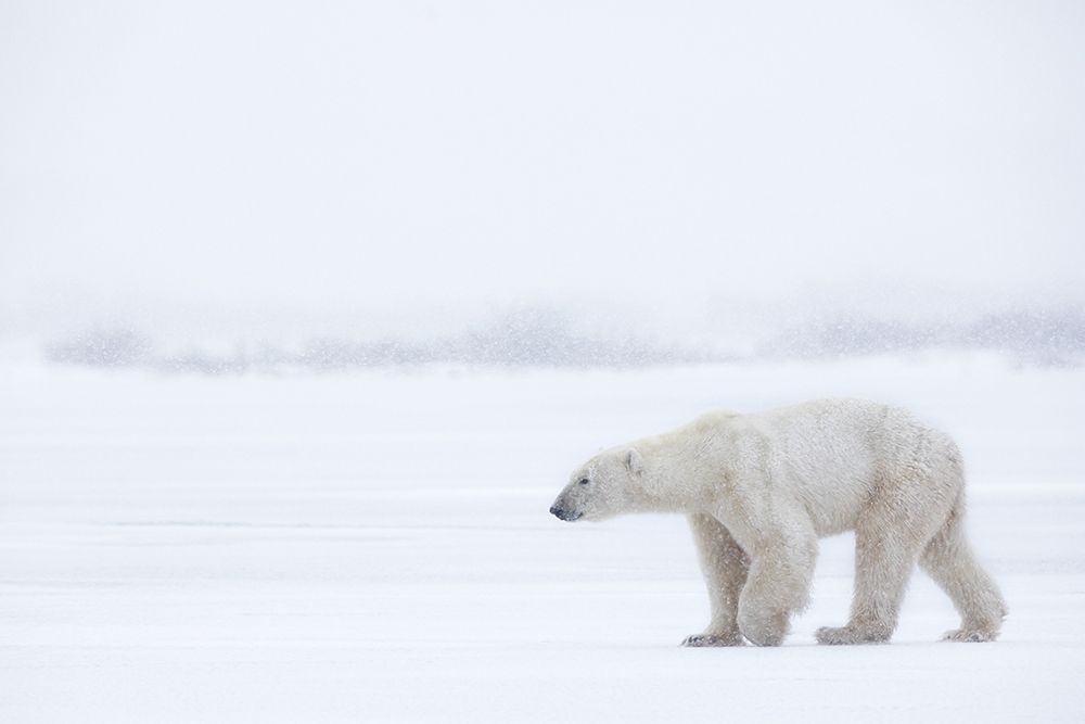 Polar Bear art print by Alessandro Catta for $57.95 CAD