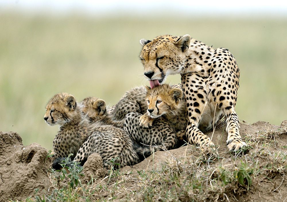 Cheetahs art print by Giuseppe DAmico for $57.95 CAD