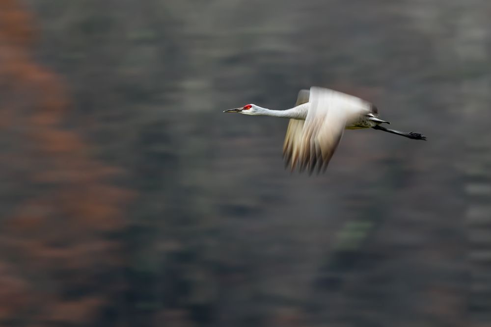 Sandhill Crane Flying art print by Young Feng for $57.95 CAD