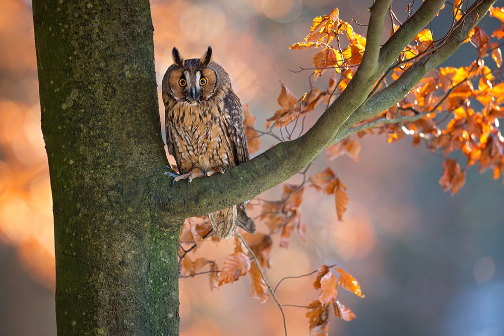 Long-Eared Owl art print by Milan Zygmunt for $57.95 CAD