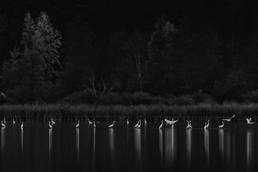Birds art print by Patrick Aurednik for $57.95 CAD