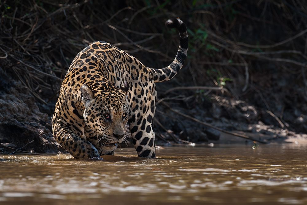 Jaguar king of Pantanal2 art print by Giorgio Disaro for $57.95 CAD