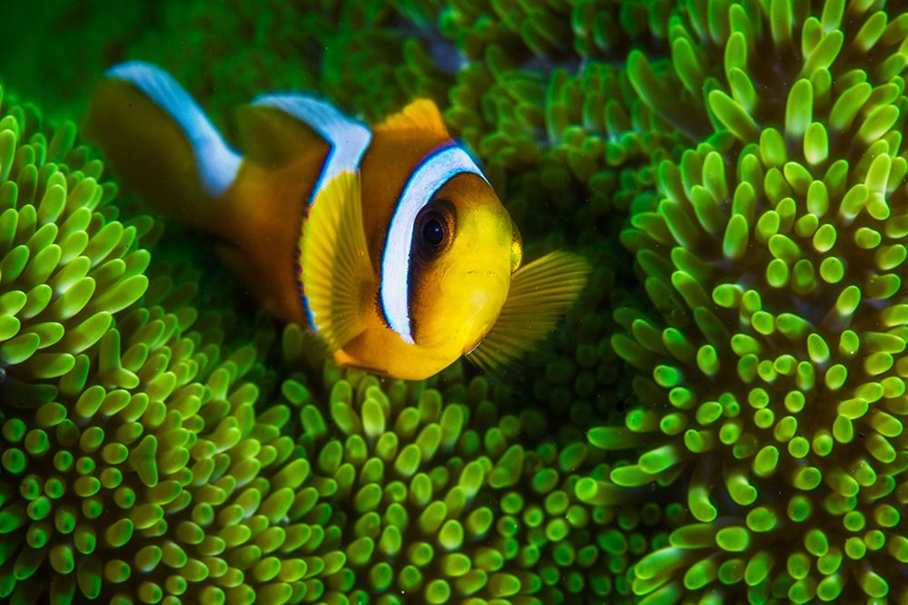 Yellow Clownfish On Green Anemon art print by Barathieu Gabriel for $57.95 CAD