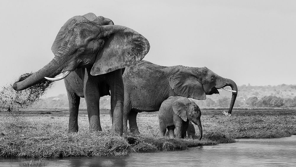 The Family Of Elephants art print by Phillip Chang for $57.95 CAD