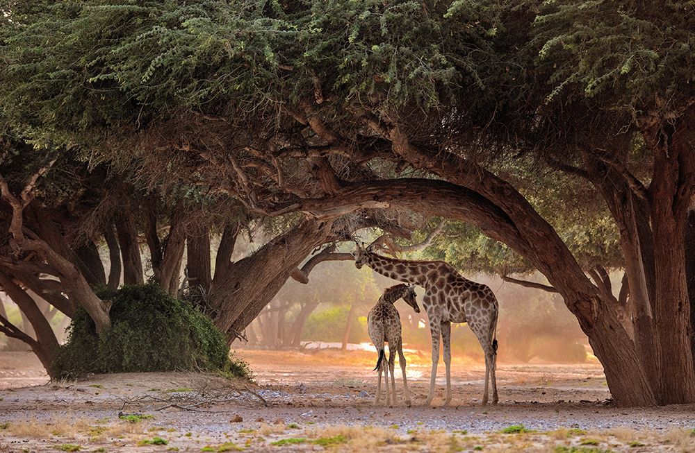 Giraffe - Namibia art print by Giuseppe Damico for $57.95 CAD