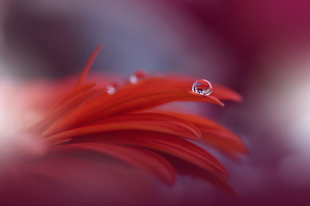 Red Passion... art print by Juliana Nan for $57.95 CAD