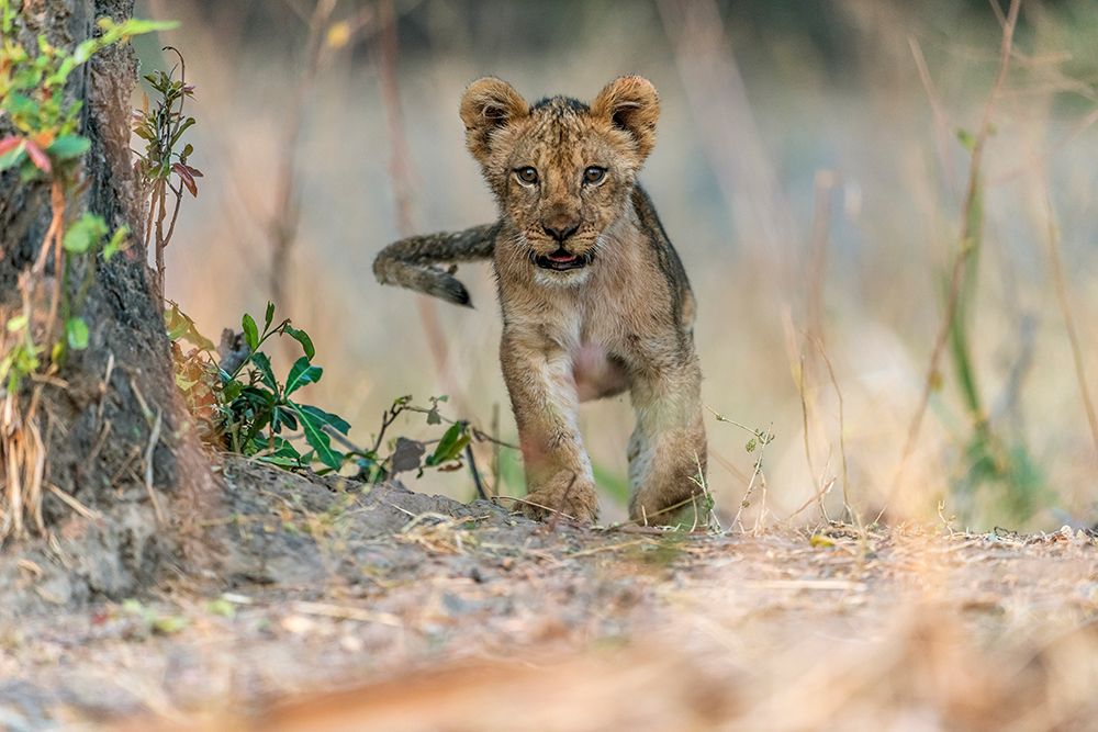 Cub - South Luangwa art print by Giuseppe Damico for $57.95 CAD