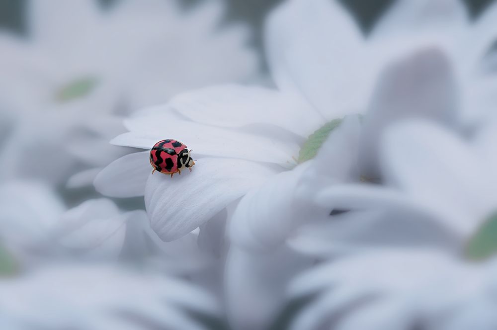 Beautiful Ladybug art print by Edy Pamungkas for $57.95 CAD