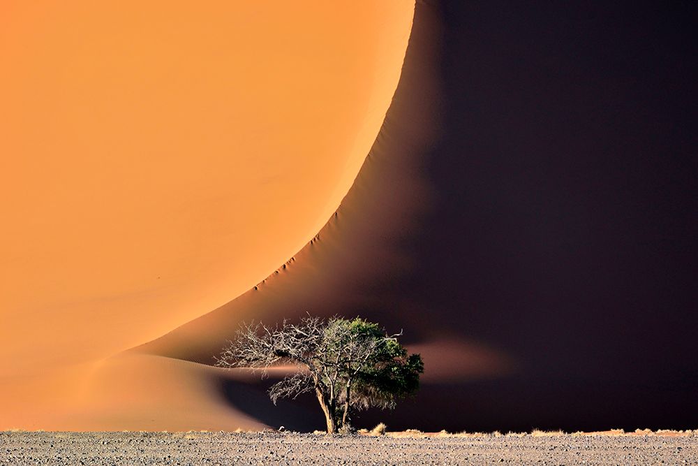 The dune and the tree art print by Giuseppe DAmico for $57.95 CAD