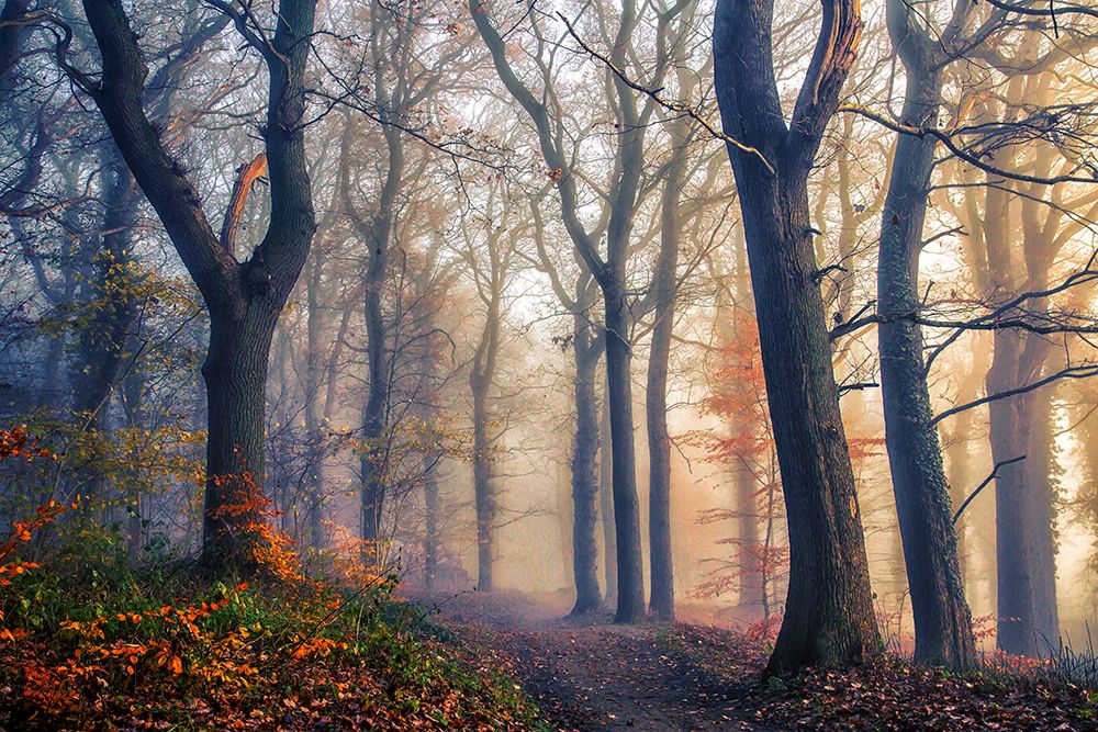 The Forest Path. art print by Leif Londal for $57.95 CAD
