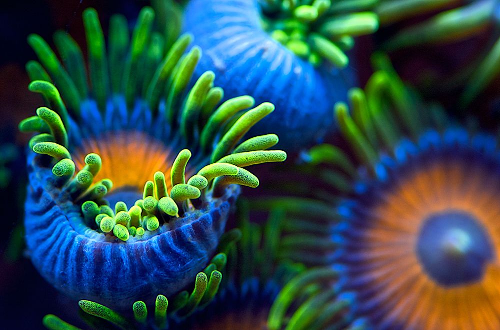 The Colors Of The Reef Ii art print by Santiago Pascual Buye for $57.95 CAD