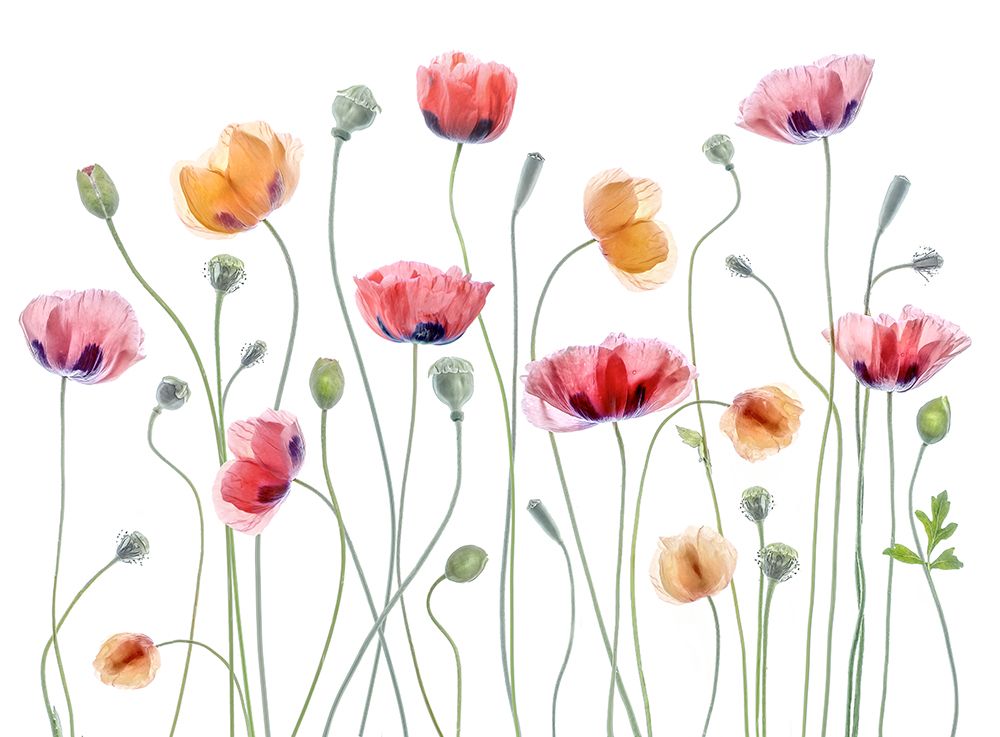Papaver Party art print by Mandy Disher for $57.95 CAD