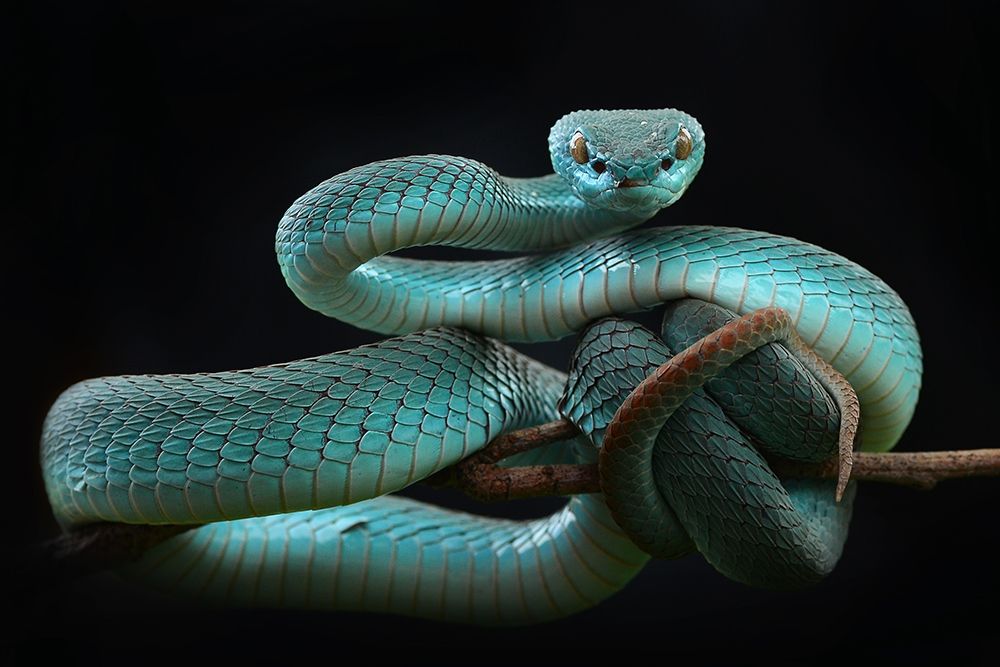 Trimeresurus Insularis [Blue] art print by Wel Nofri for $57.95 CAD