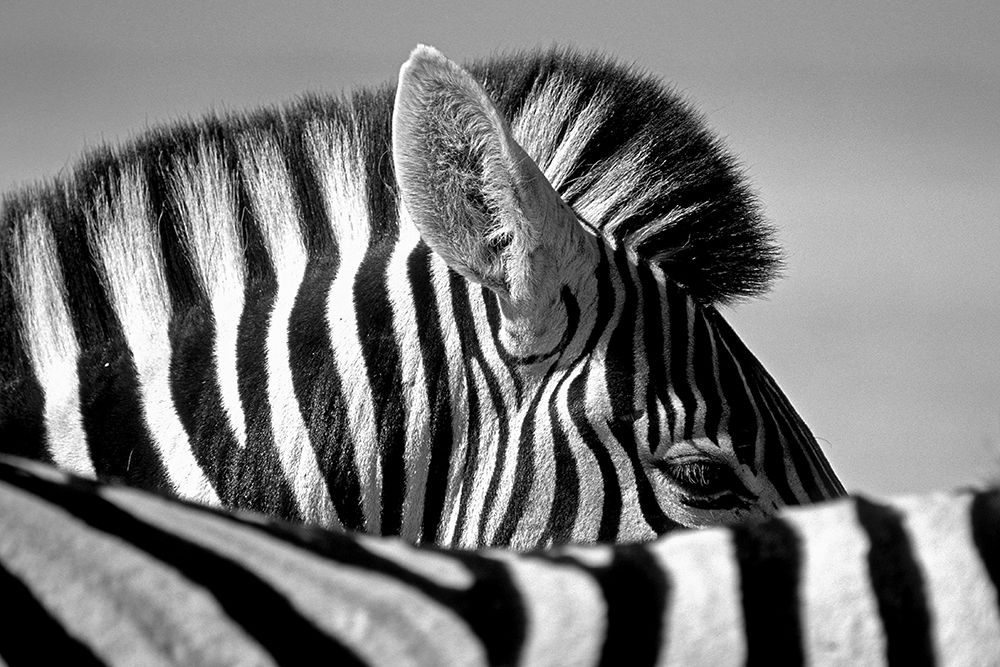 Curious Zebra art print by Marc Pelissier for $57.95 CAD