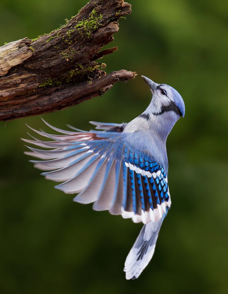 Blue Jay in Flight art print by Mircea Costina for $57.95 CAD