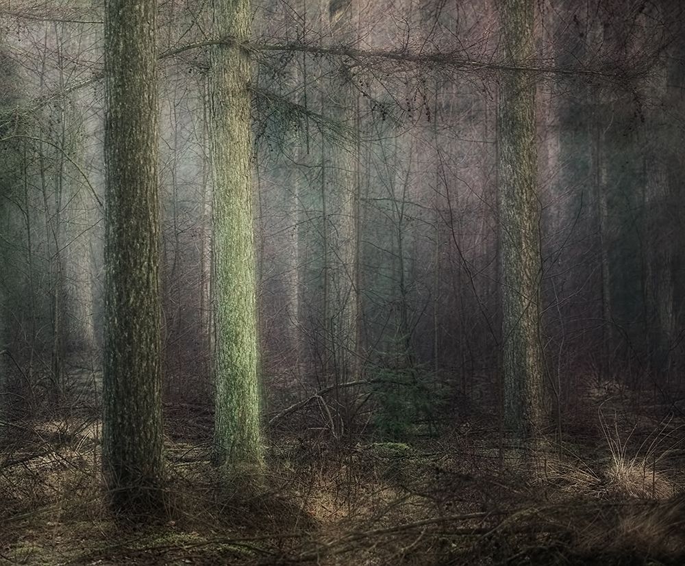 Larch art print by Nel Talen for $57.95 CAD