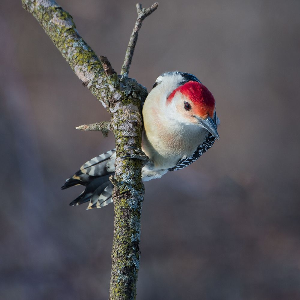 Male Red Bellied Woodpecker art print by Darlene Hewson for $57.95 CAD