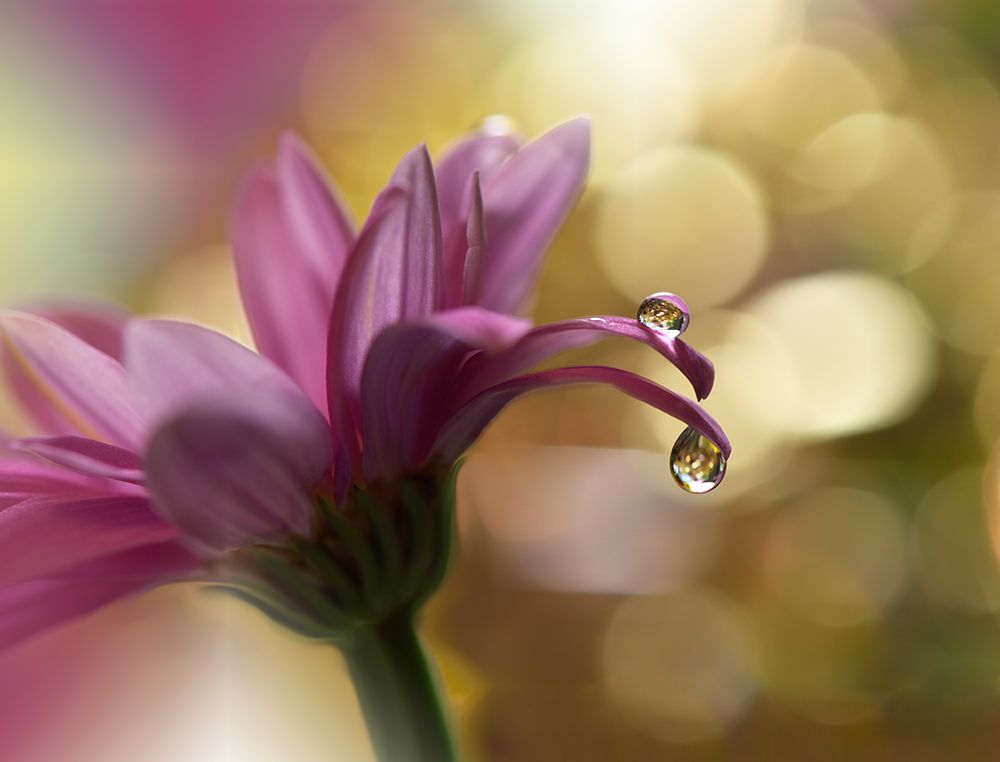 Song Of My Soul... art print by Juliana Nan for $57.95 CAD
