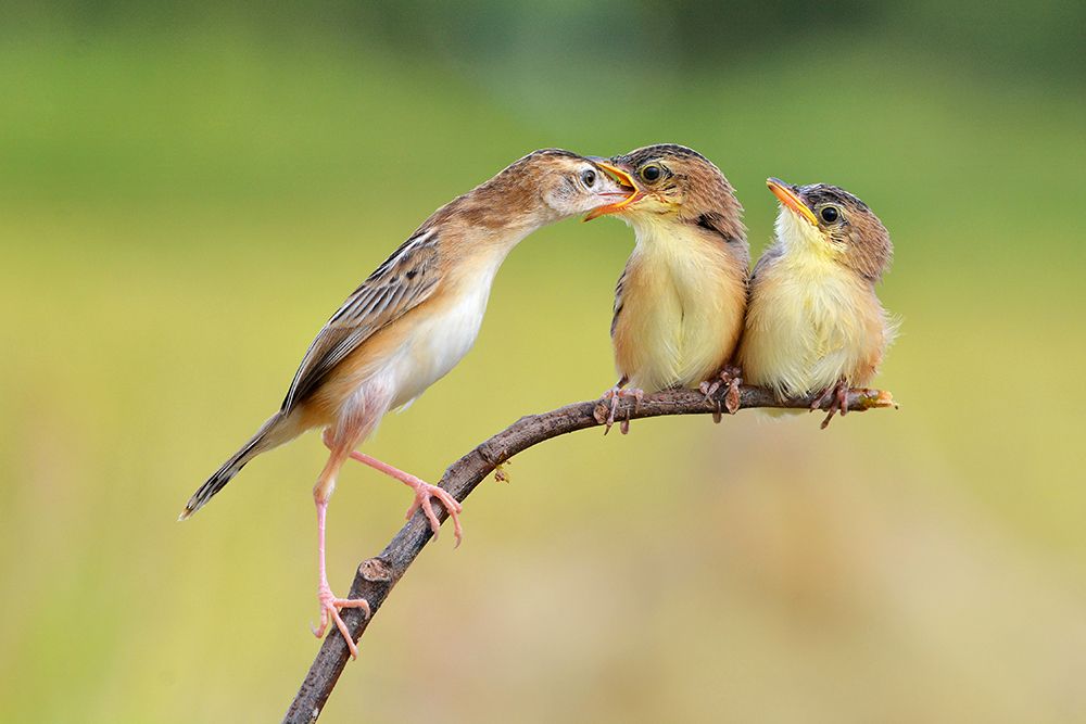 Bird Feeding Babies art print by Memensaputra for $57.95 CAD