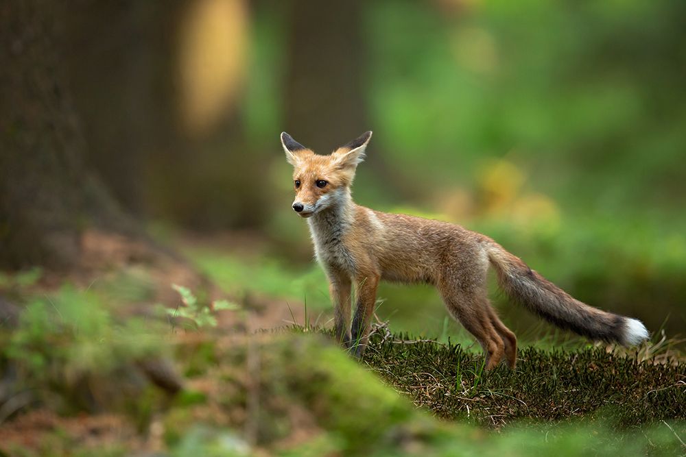 Red Fox art print by Milan Zygmunt for $57.95 CAD